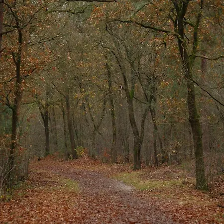 In Veluwe Near Nature Reserve, Cleaning Included Nyaraló *