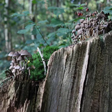 In Veluwe Near Nature Reserve, Cleaning Included * Voorthuizen